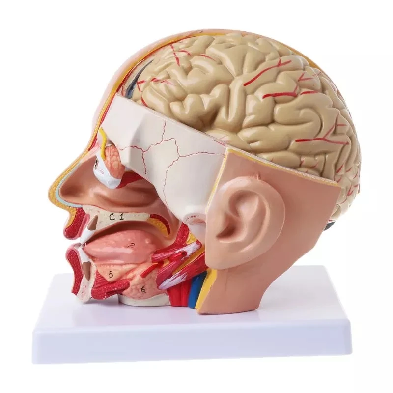 Anatomia człowieka Głowa Czaszka Mózg mózg mózgowy Model anatomiczny do materiału dydaktycznego escolar