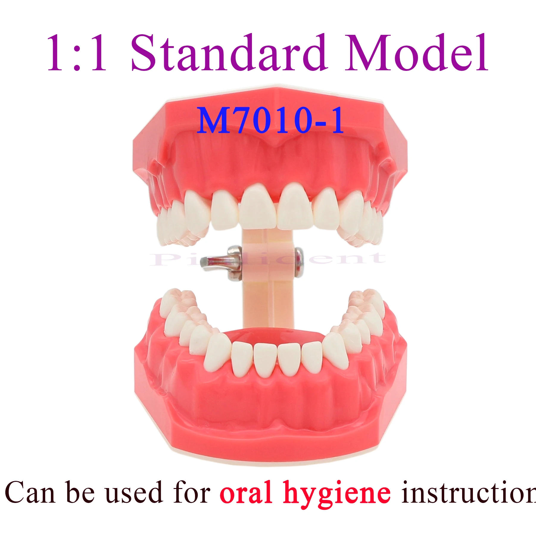 Dental Normal Standard 1:1 Size Brushing Flossing Practice Teaching Orthodontic Model Brushing Model M7010-1