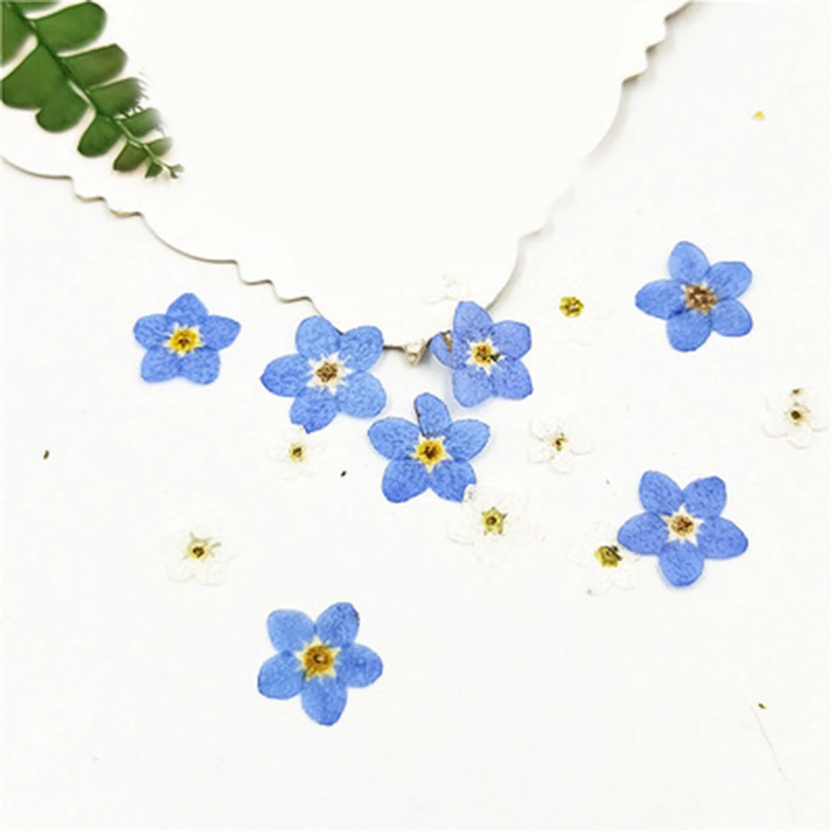 100Pcs Pressed Dried Natural Mini Blue Forgetmenot Flower Plant Herbarium for Jewelry Phone Case Nailart DIY