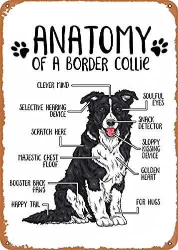 Anatomy of a Border Collie Vintage Look Metal Sign Patent Art Prints Retro Gift 8x12 Inch