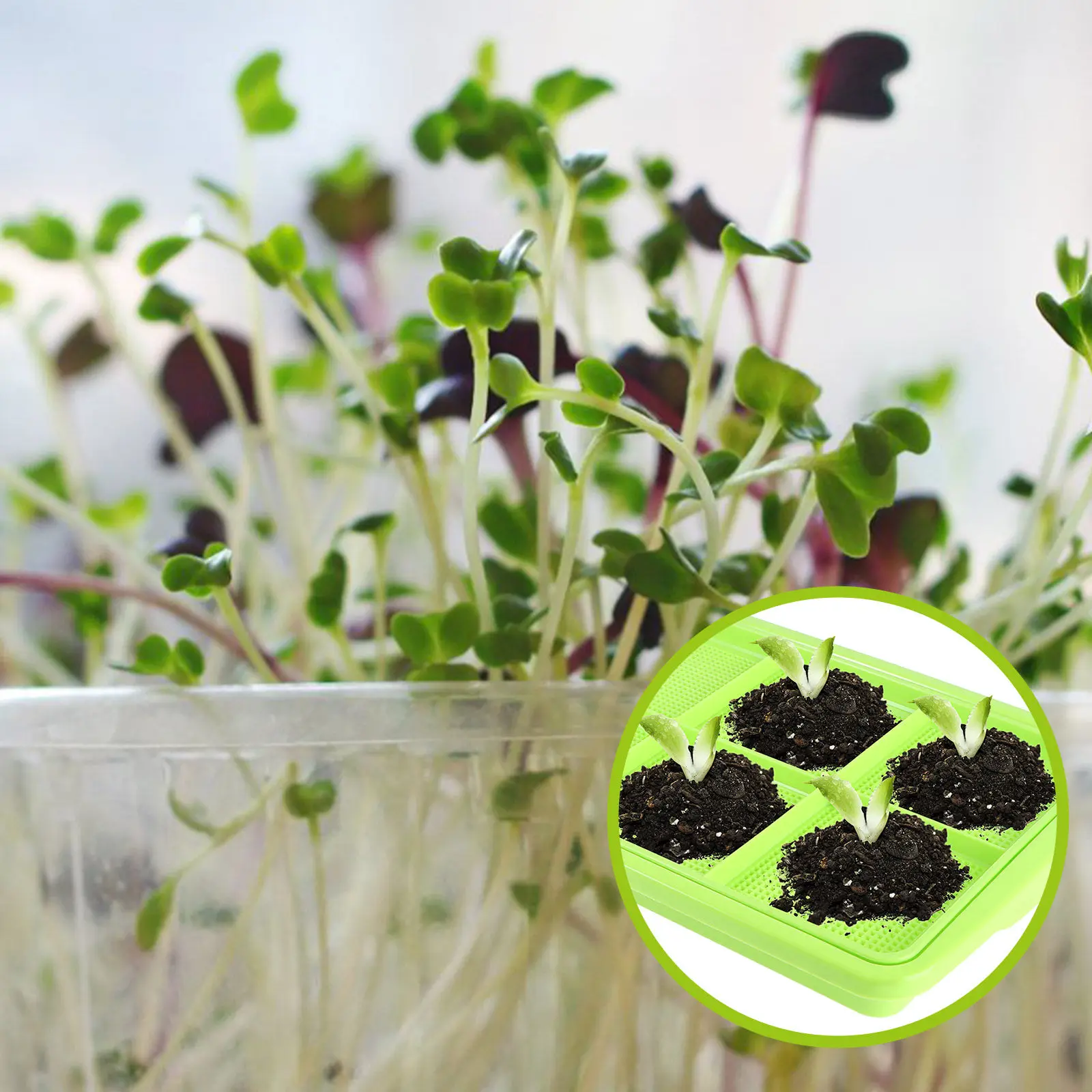 

Double Layers Thicken Sprouter Tray Soil-Free Food Grade Bpa Free PP Resin Healthy Wheatgrass Grower Storage Tray 32x22cm Green