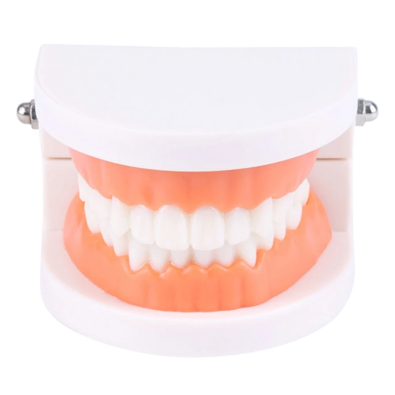 Standard Typodont Demonstration Denture Model for Kids Dental Teaching Education Dropship