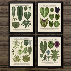 Foliage Anthurium Colocasia Alocasia Plants Canvas Painting Leaf Poster Wall Art for Living Room Decoration Home Decor Pictur