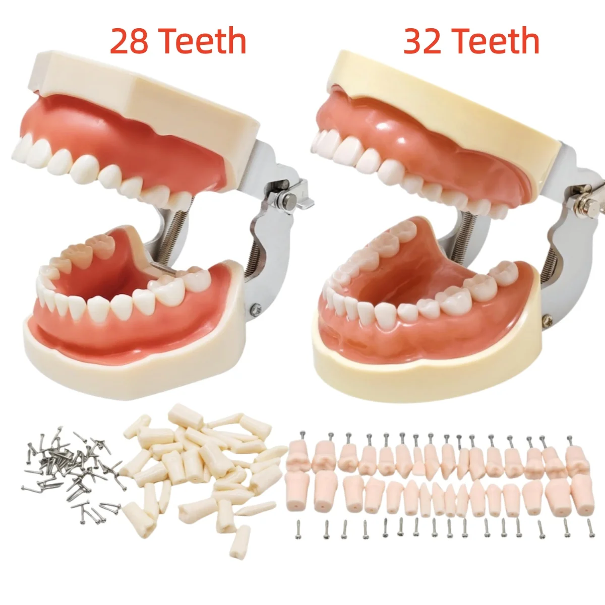 

Dental Teeth Model 28/32 Detachable Adult Typodont with Soft Gums for Dental Dentist Technician Practice Training, Denture Model