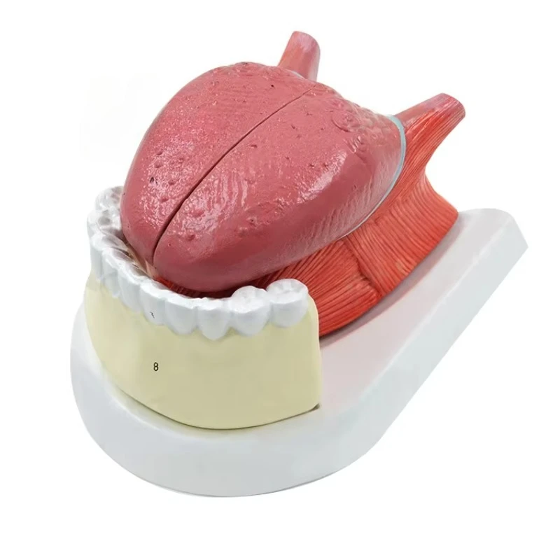 Medical Human Tongue and DentalS Model Oral Muscle Human Anatomy Model Oral Medicine Digestive Medicine Specimen Tongue Model
