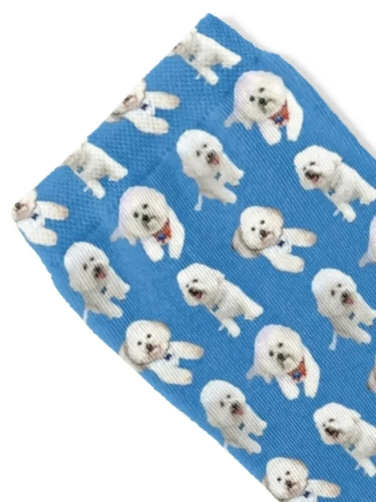 Bichon Frise, Maltese, Cute White Dog Socks hiphop gym floor Heating sock Socks For Men Women's