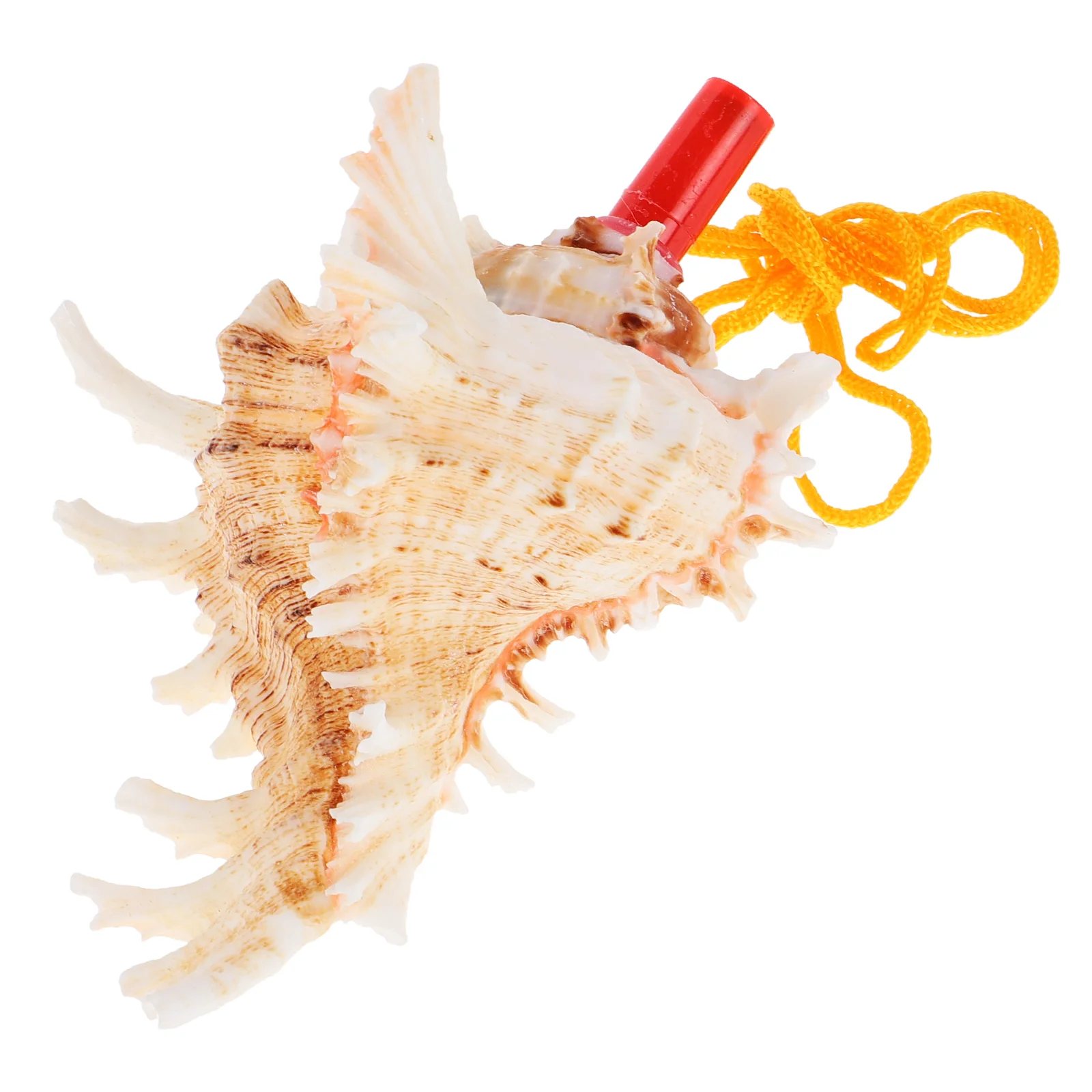 

Conch Whistle Sea Shell Shells for Decorating Large Seashells Horn Commemorate Decoration