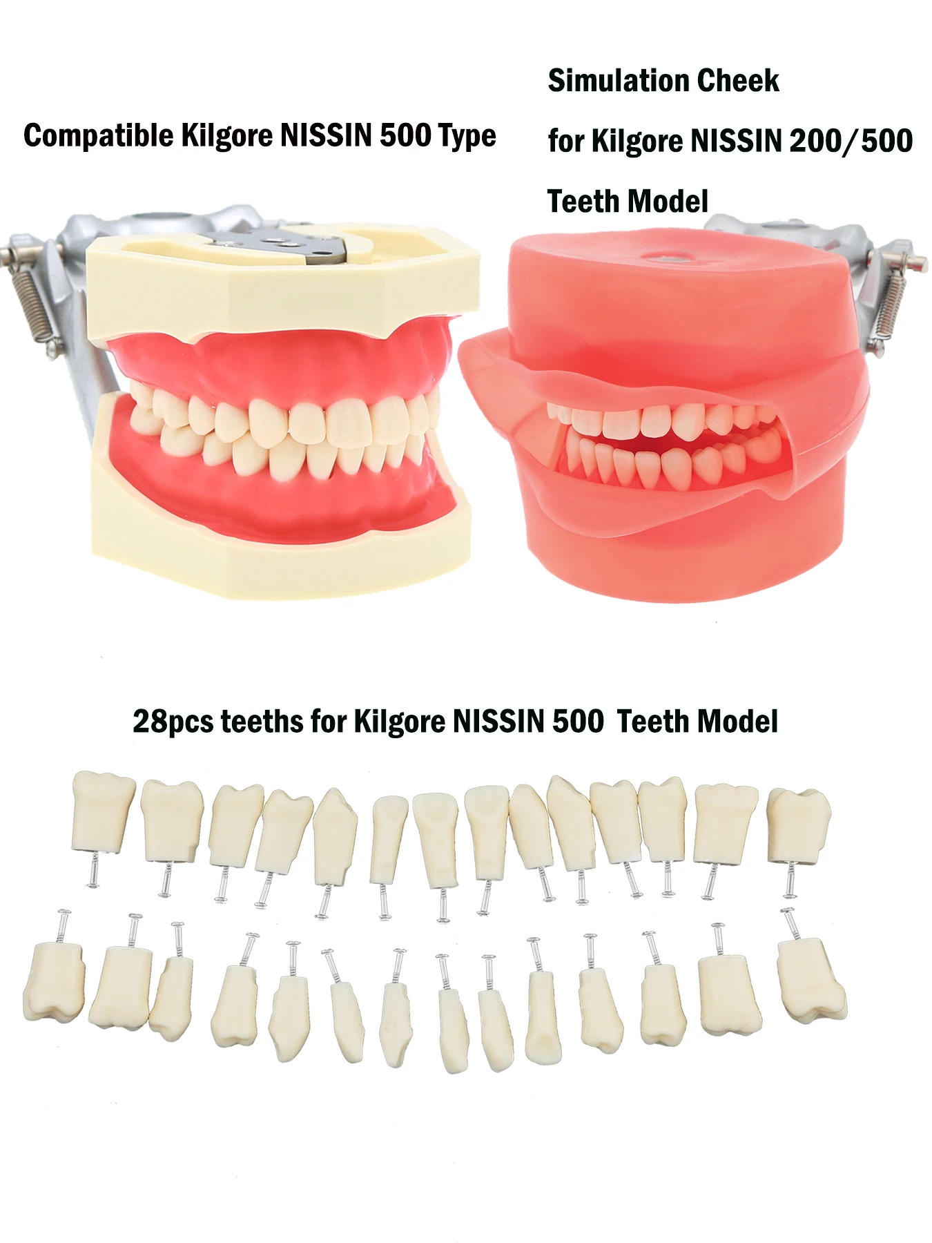 Dentystyczny Typodont Model zębów z wyjmowanymi zębami pasuje do Kilgore NISSIN 200/500 i Frasaco ANA-3/4 do nauczania stomatologii Demo