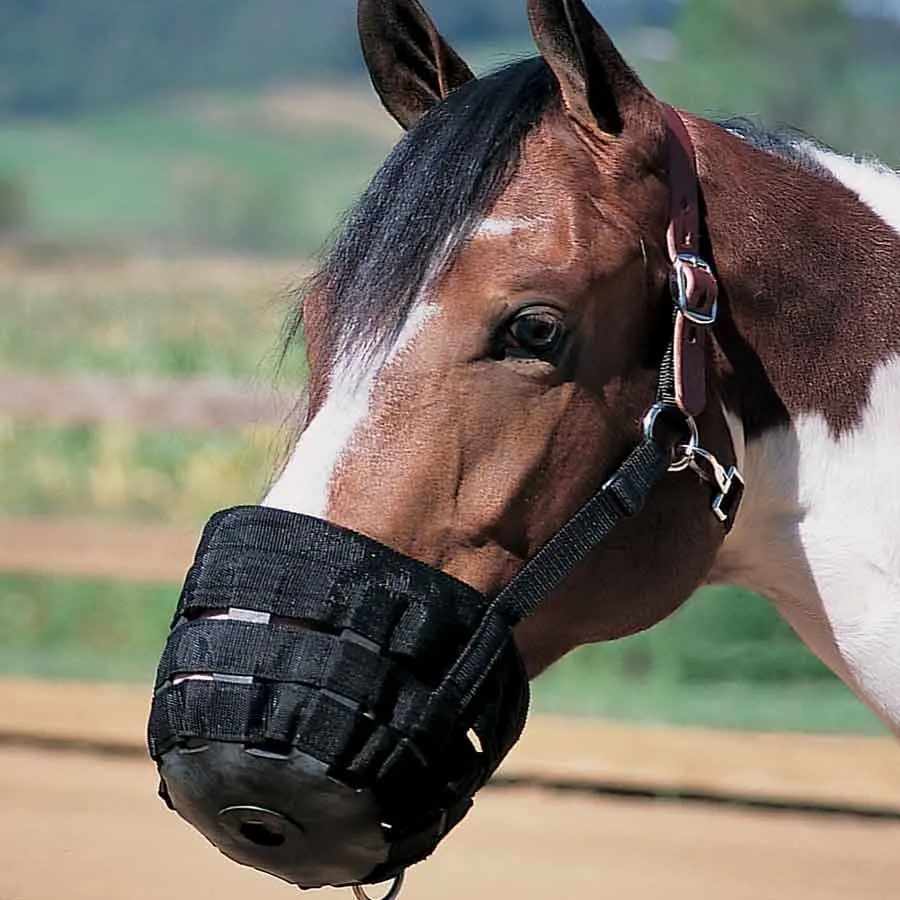

Anti-bite Horse Muzzle Cover, Equestrian Supplies, Webbing Mask, Bridle
