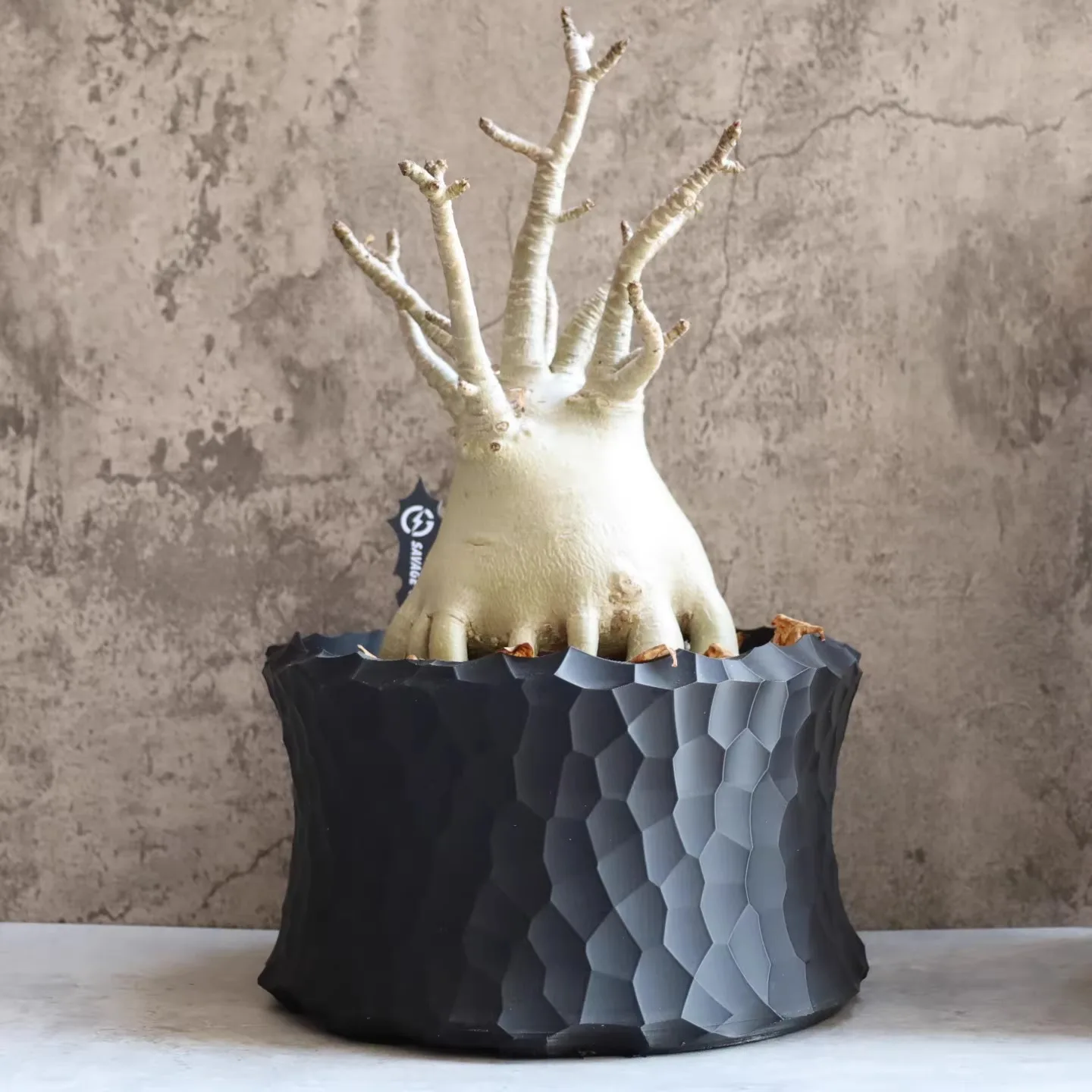 Breathable Hammered Texture Flower Pot | for Caudex, Agave, Pachypodium | Well-Draining & Decorative