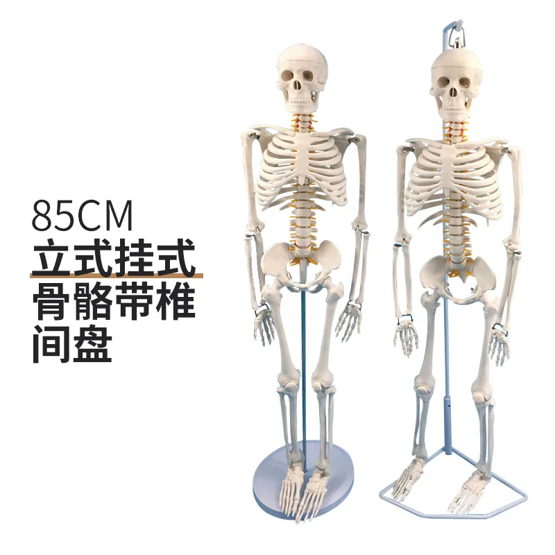

85Cm human skeleton model 170cm full body adult skeleton human model small skeleton teaching spine model