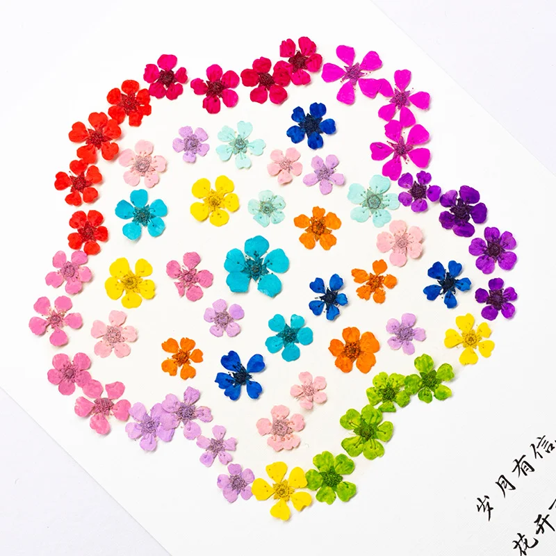 96個入り ミニ1.5cm 天然押し花 カラフルで鮮やかなパ - Art And Craft Photos のレビューと価格
