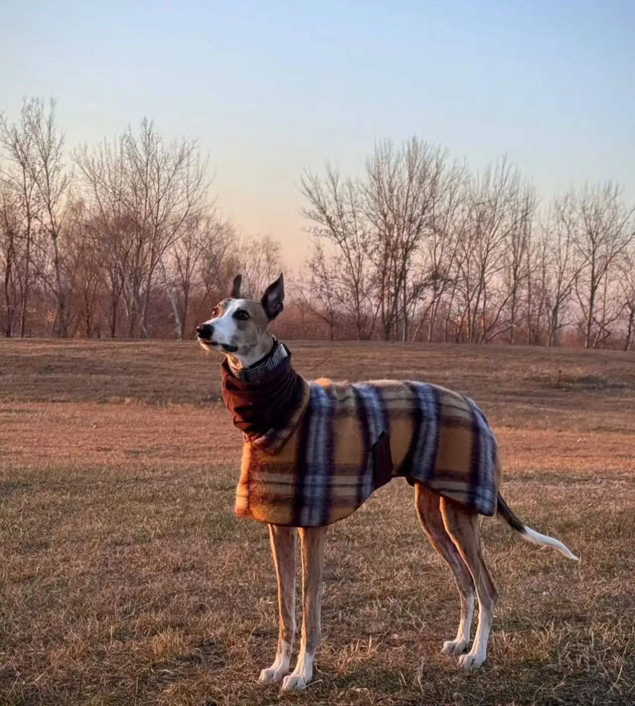 Hademade Whippet Berlington Terrier Yellow Plaid Coat Windproof Clothes Luxury British Girdle Cape Jacket for Italy Greyhound