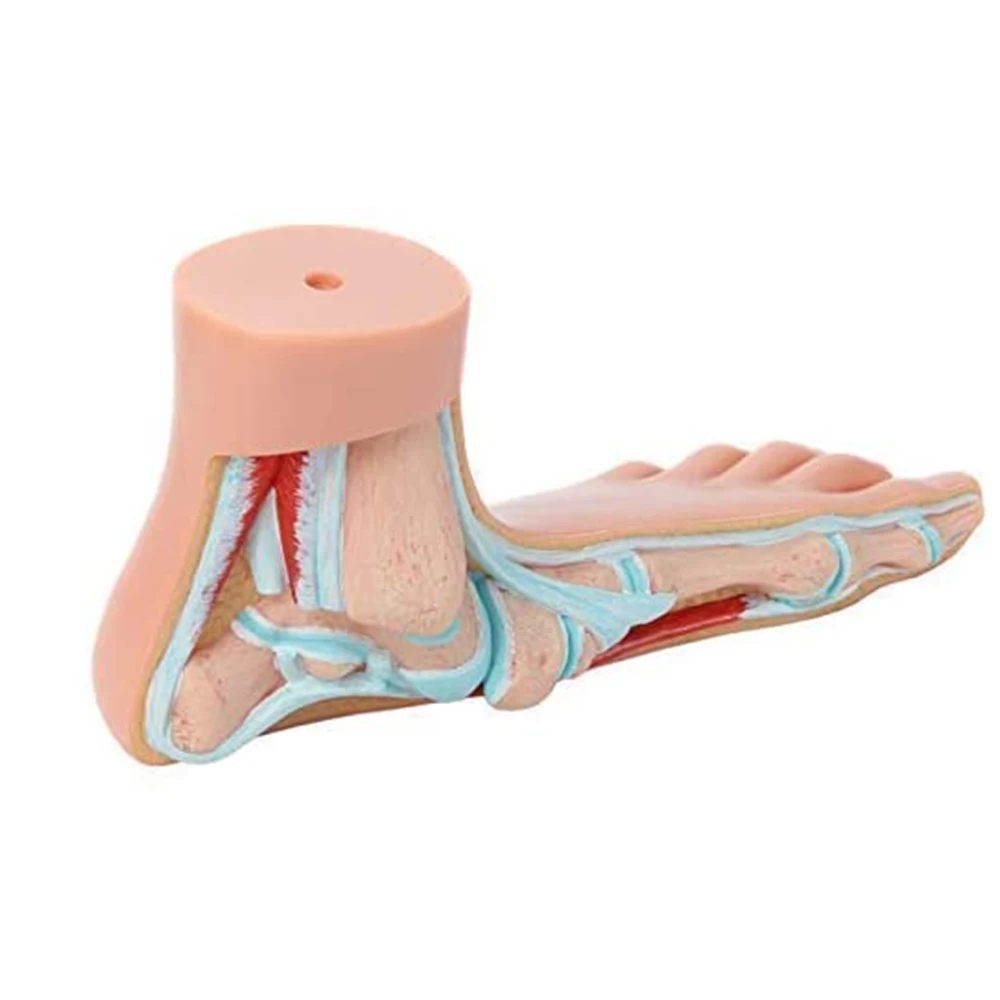 3Pcs Foot Anatomical Model Human Foot Ankle Joint Model Anatomical with Ligament Teaching Model PVC Supplies
