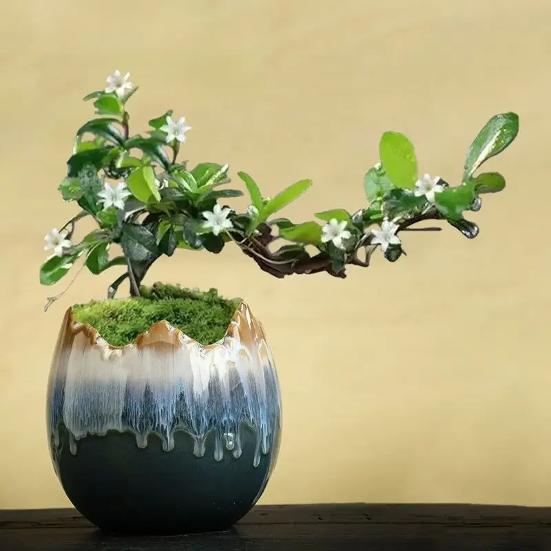 Maceta suculenta creativa, gres de cerámica, espacio transpirable, personalidad, pila antigua, planta verde, eneldo verde, plant
