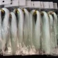 A1   10Packs