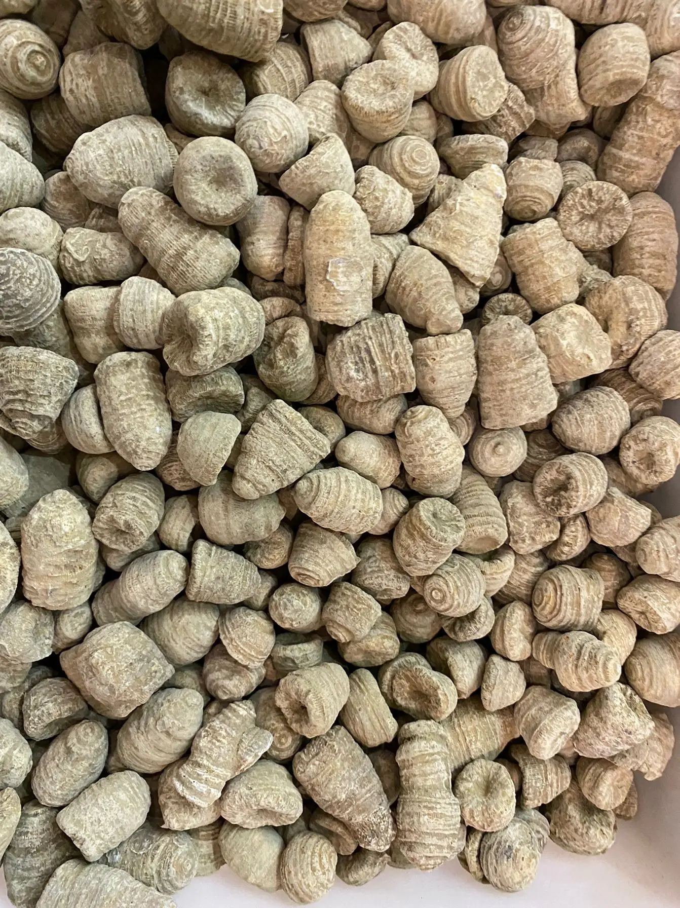 100G Agate Rugose H…