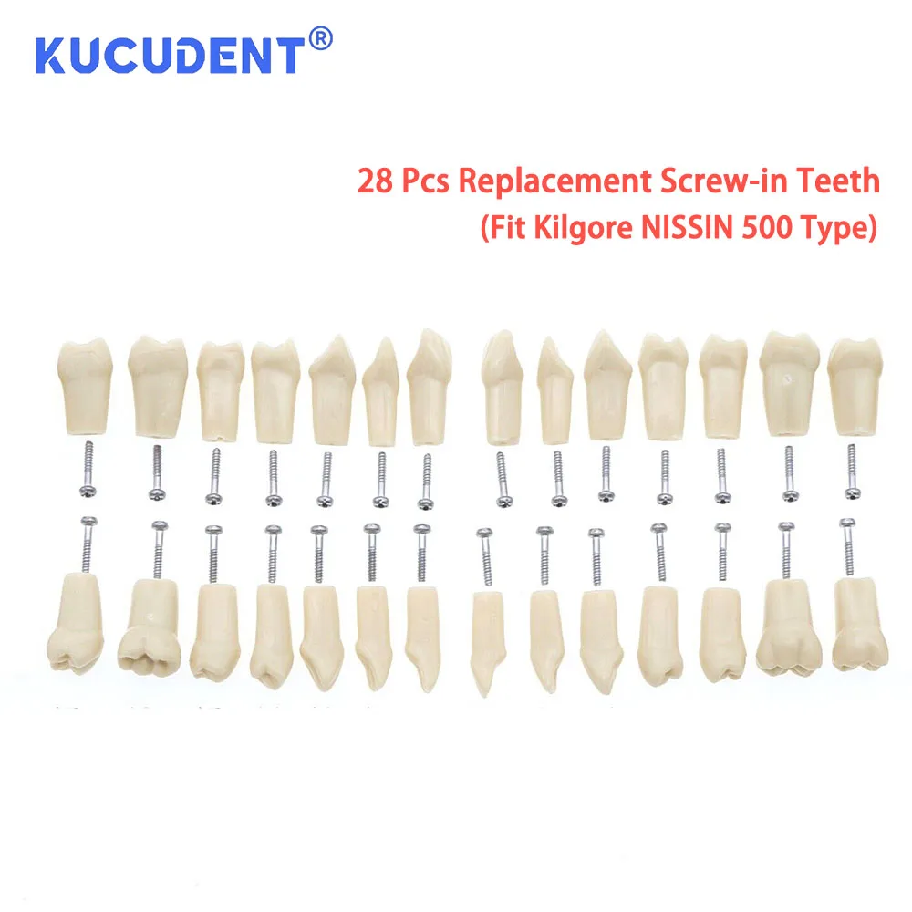 KUCUDENT 28/32 Pcs Typodont Dental Replacement Screw-in Removeable Teeth Fit Kilgore NISSIN 200/500 Type Dentist Teaching Model