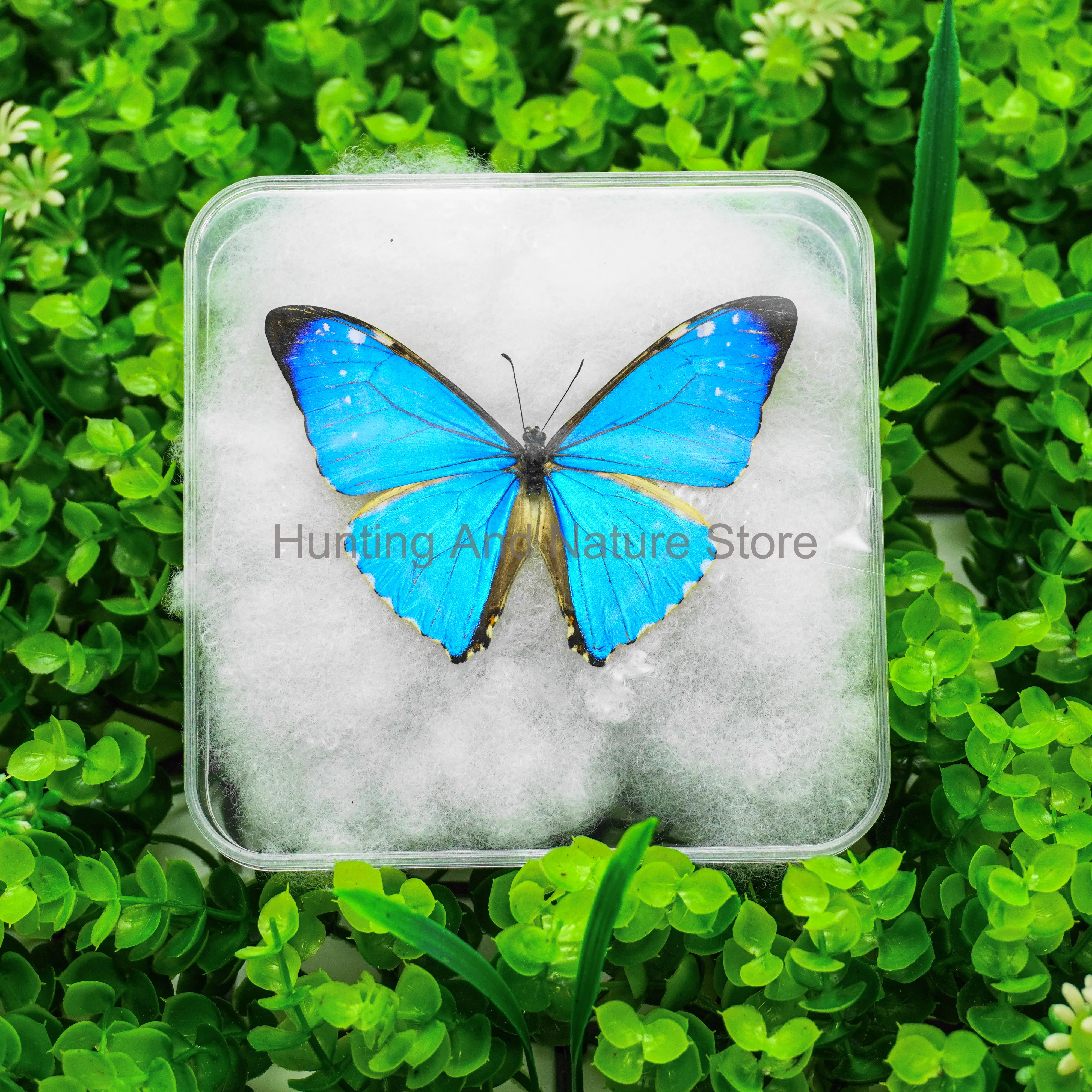 Real Butterfly Beautiful Removable Butterfly Specimens Home Decoration Display Collectibles Transparent Boxed Photo Frame Gift