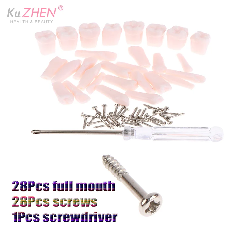 28 قطعة كامل الفم الأسنان Typodont الأسنان استبدال انفصال المسمار في الأسنان القياسية لتدريس إعداد طب الأسنان