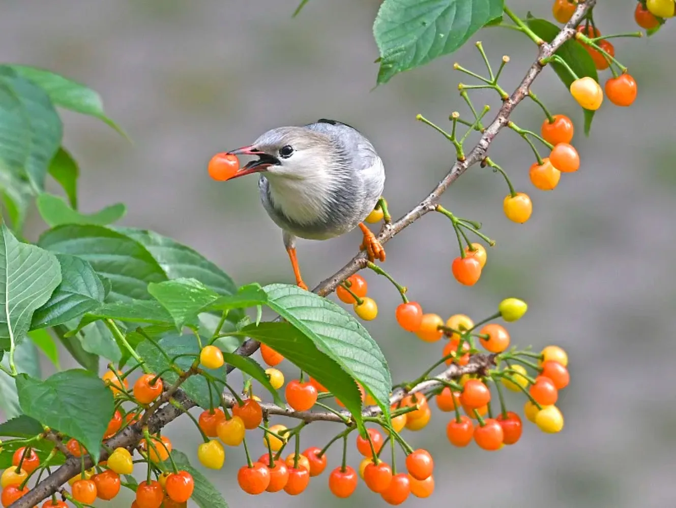 SKYZONE 1.2G/5.8G FPV هوائي الفطر - مكاسب عالية 1.2dBi، أومني مستقطب دائري، للطائرة بدون طيار DIY