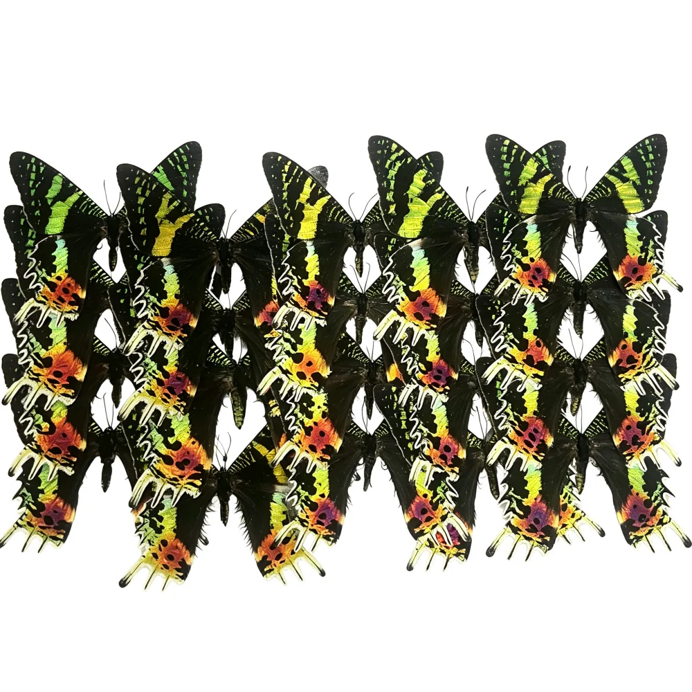 6-24pcs natural Real Butterflies Specimen (Chrysiridia rhipheus）Artwork Material Home Decoration DIY