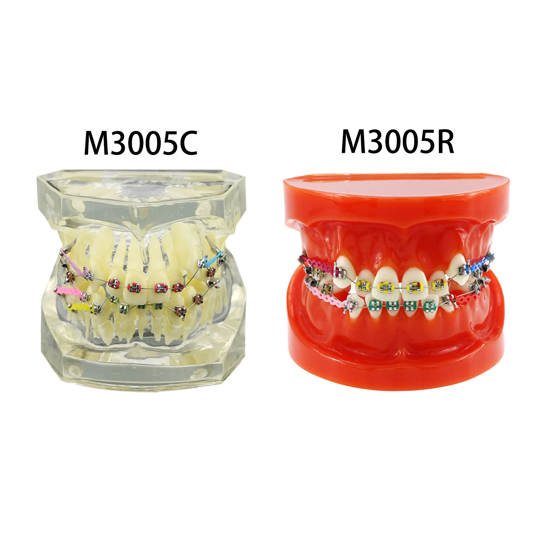 Dental Orthodontic Typodont Teeth Model With Metal Ceramic Bracket Molar Tubes Ligature Ties Rubber Bands Standard Demo M3005