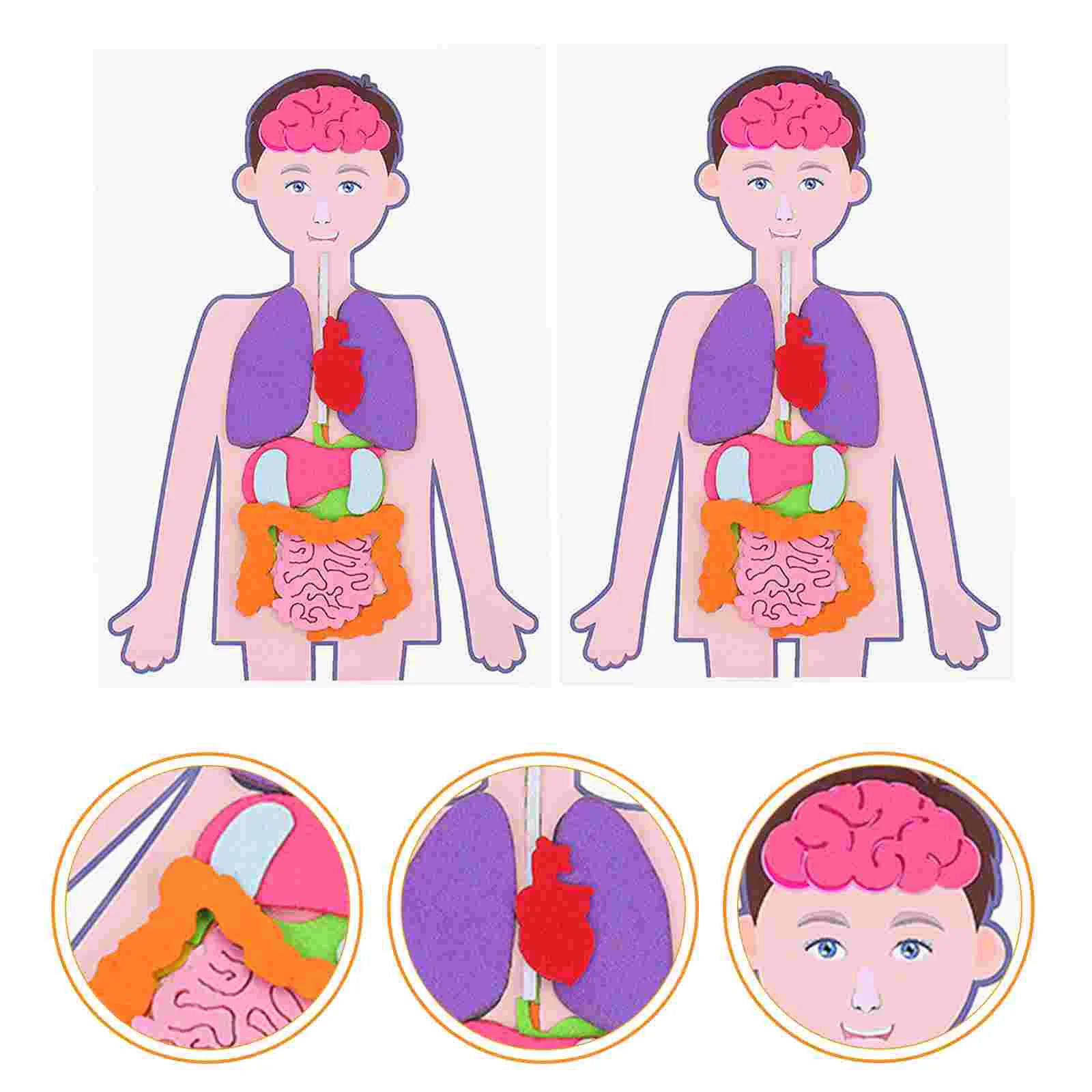 2 Sets Children's Human Body Teaching Aids Hands-on Learning Toys Torso Model Cognitive Playthings DIY Organs Fabric