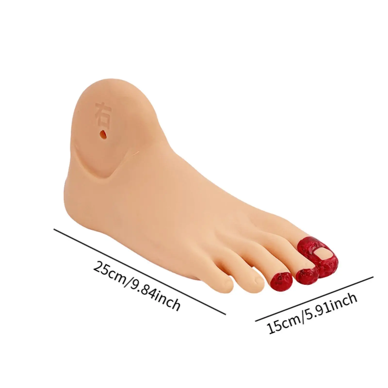 Diabetes Foot Nursing Model for Medical Study Science Classroom Science