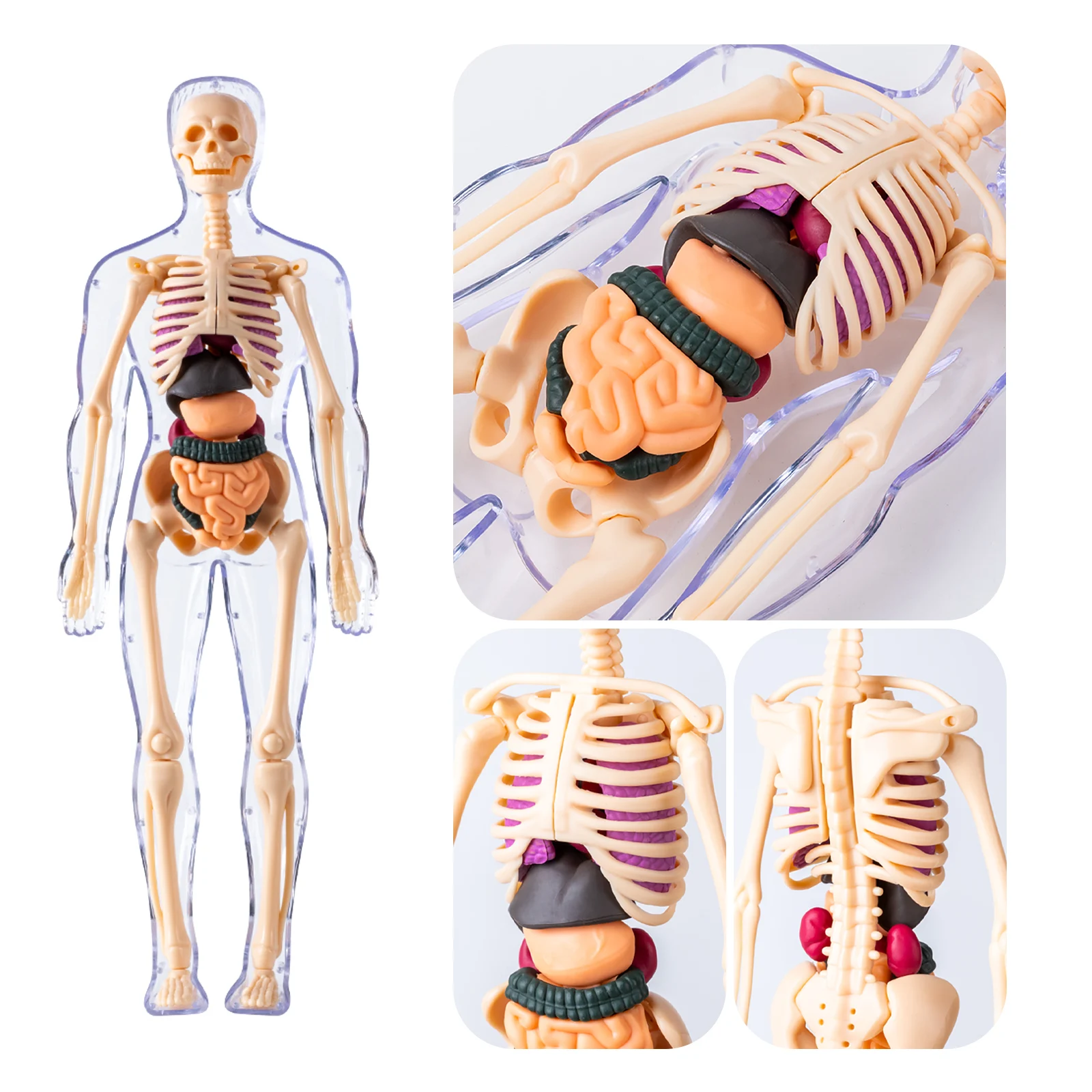 Modelo de cuerpo humano para niños, estructura de montaje desmontable, órganos de esqueleto de cuerpo completo, juguete de simulación médica de anatomía de esqueleto 3D