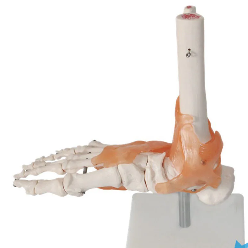 One to One Foot Joint Ligament Model Human Foot Joint Skeletal Movement System Anatomy Hand Foot Surgery