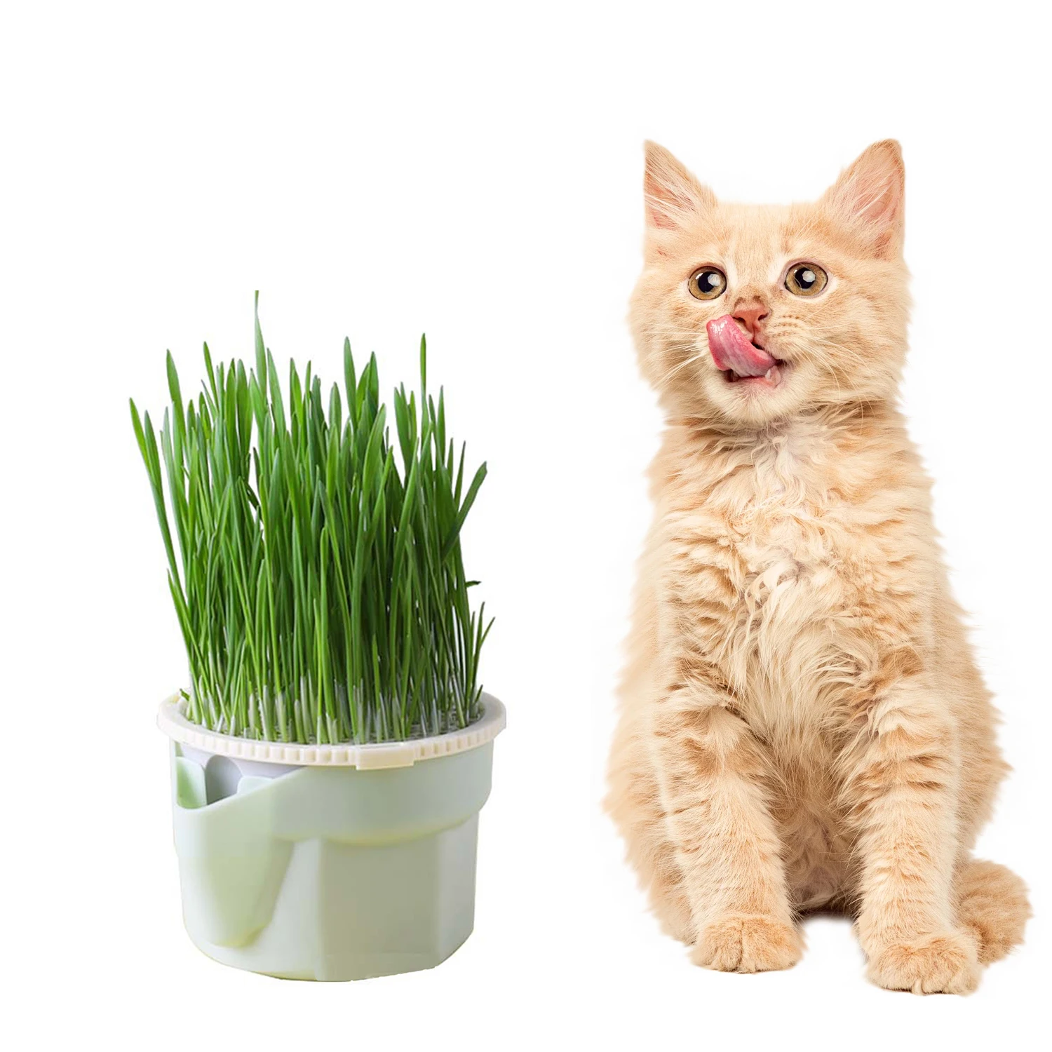 Hydroponic Bean Sprout Pot Cat Grass Mint Catnip Soilless Planting Box Pea Wheat Seedling Sprouter Home Liquid Planting Supplies