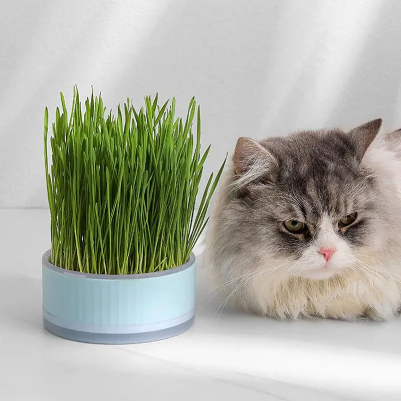 Cat Snack Cat Mint Planting Hydroponic Box Cat Grass Pot Color Contrast Hydroponic Cat Grass Box Set Cat grass Planting Bowl