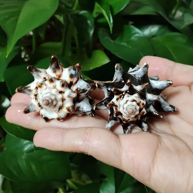 2 PC Murex Turbinellum Shells  - Home Decor Vase บทวิจารณ์และราคา