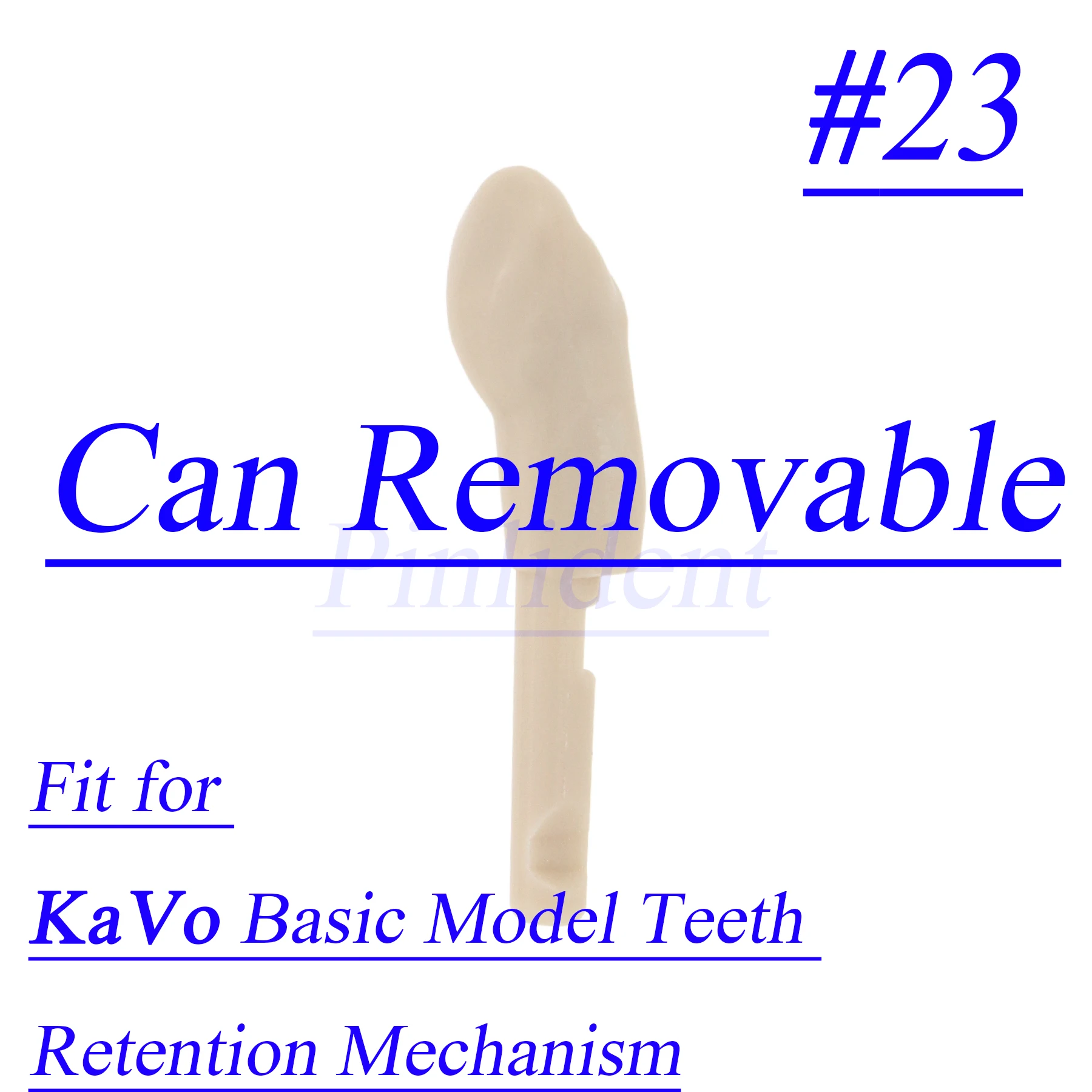 

32PCS Dental Tooth Models KaVo #23 Basic Dental Retainer Model Replacement Teeth Practice Exercise