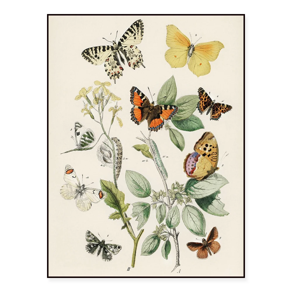 Butterfly and Caterpillar Antique Illustration, Vintage 19th Century Butterfly Art Poster Canvas Print Wall Decor Picture