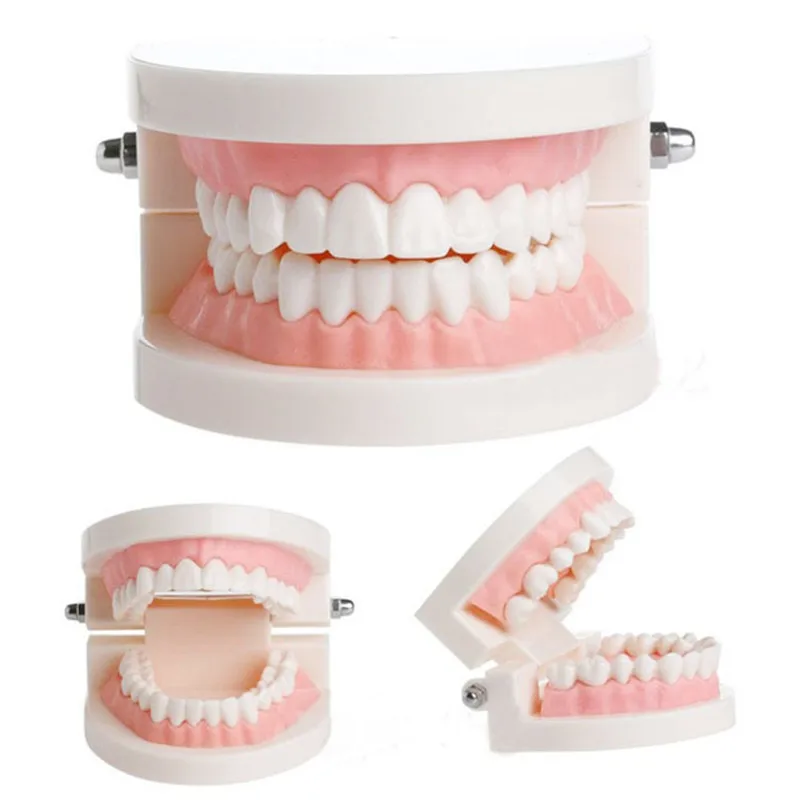 1Pcs Teeth Model Dental Teaching Model Standard Teaching Study Typodont Demonstration Model Dentist Oral Medical Education Tools