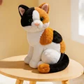 three flower cat sy