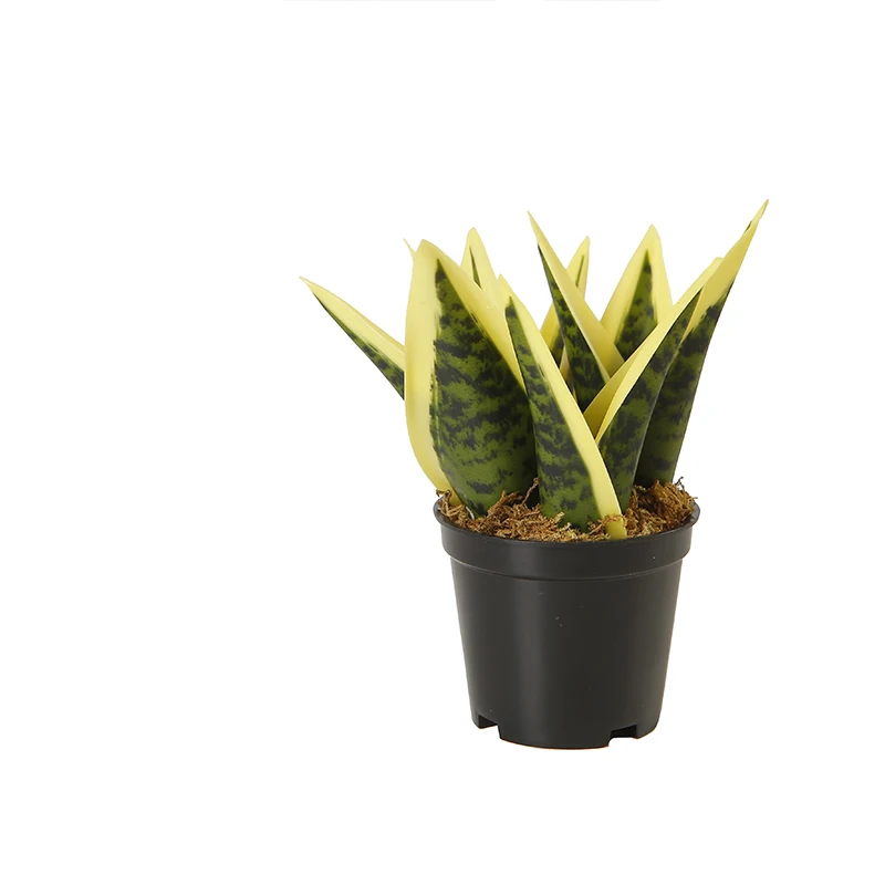 Artificial Plants Sansevieria Snake Plant in Pot Plastic Potted Indoor Plant Home Table Decoration 14cm