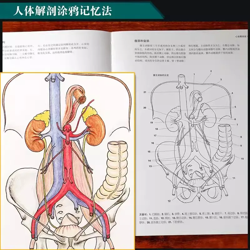 Livro De Colorir De Anatomia Humana Completa, Músculo Do Corpo, Desenho De Linha, Livros De Tutorial Clínico Médico