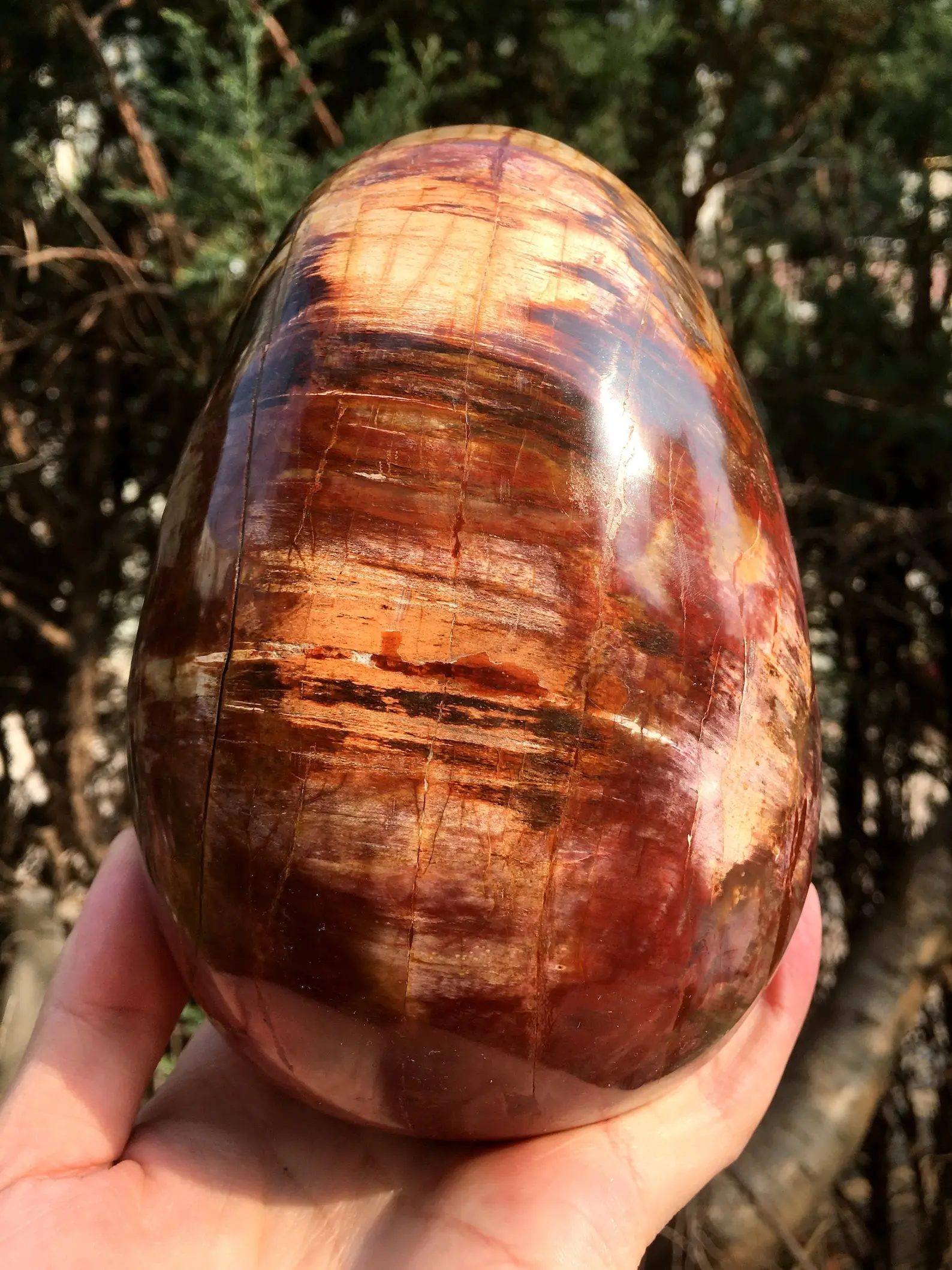 large Petrified Wood Stone/petrified wood Egg/Wood fossil Egg/mineral specimen/fossilized wood/healing crystals and stones