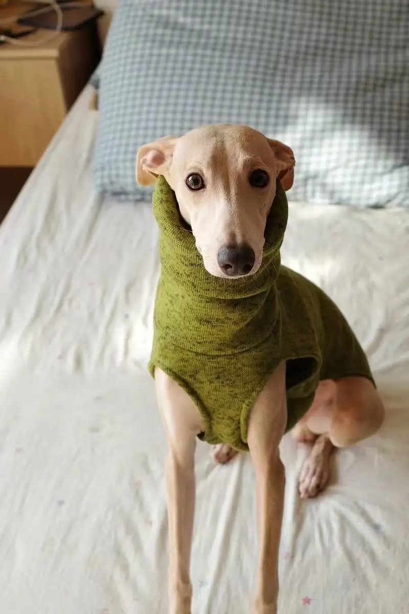 Dickes grünes Fleece-Sweatshirt für Whippet-Hunde im Winter. Warmer 2-beiniger Ärmel-Kopfwärmemantel mit hohem Kragen für italienischen Windhund – Detail 2