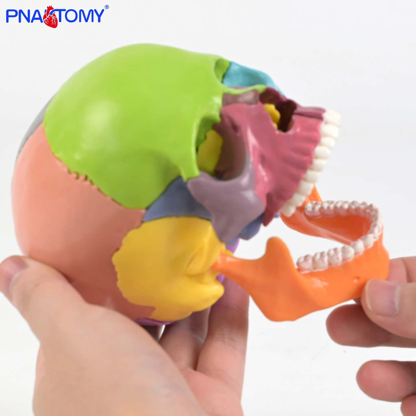 

15Parts Colored Skull Anatomical Model 1:2 Life Size Skull Model With Manual Educational Equipment Dental Used