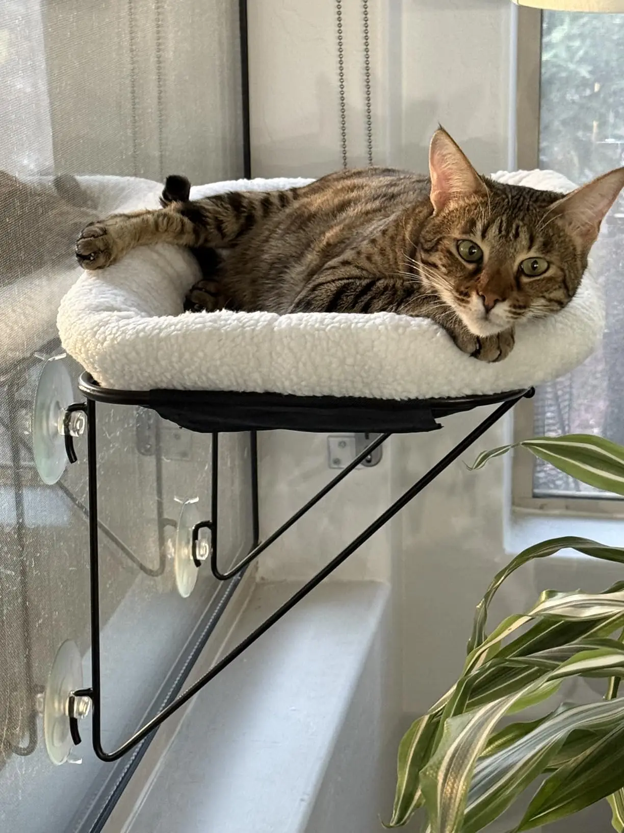 Cat Hammock Hanging Cat Nest Suction Cup Window Hanging Nest Basking in The SunWindowsill Hanging Basket Dismantling and Washing