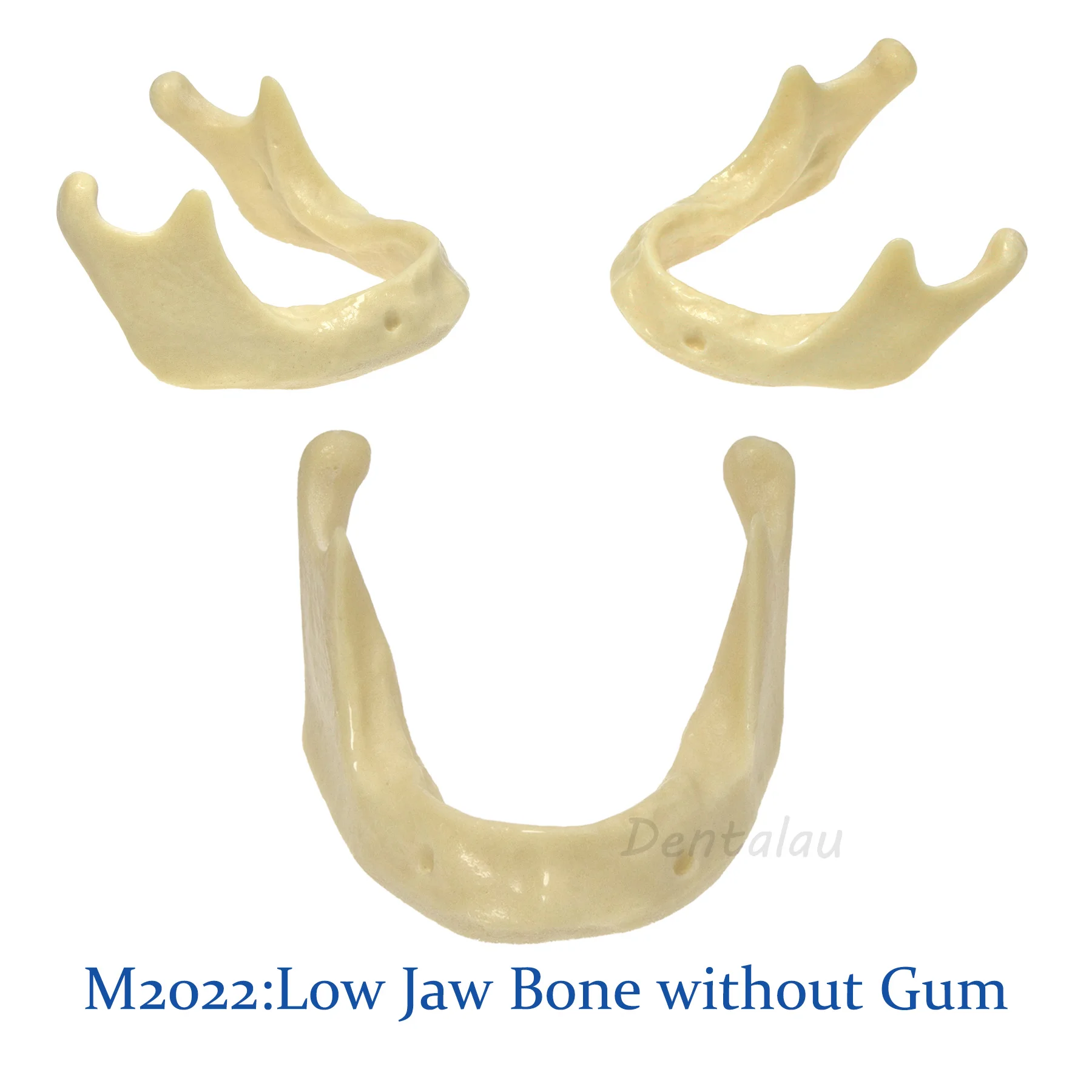 

Dental Implant Mandible Jaw Model for Basic Drilling Insertion Practice M2022