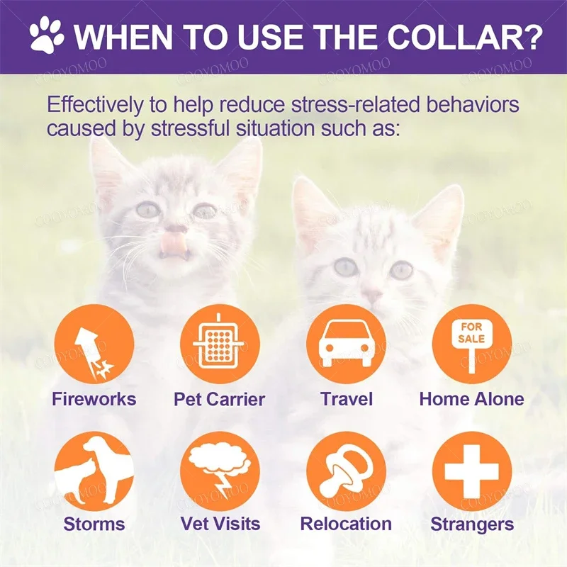 Thumbnail 4 - #61 Latest Puppy Collars Updates