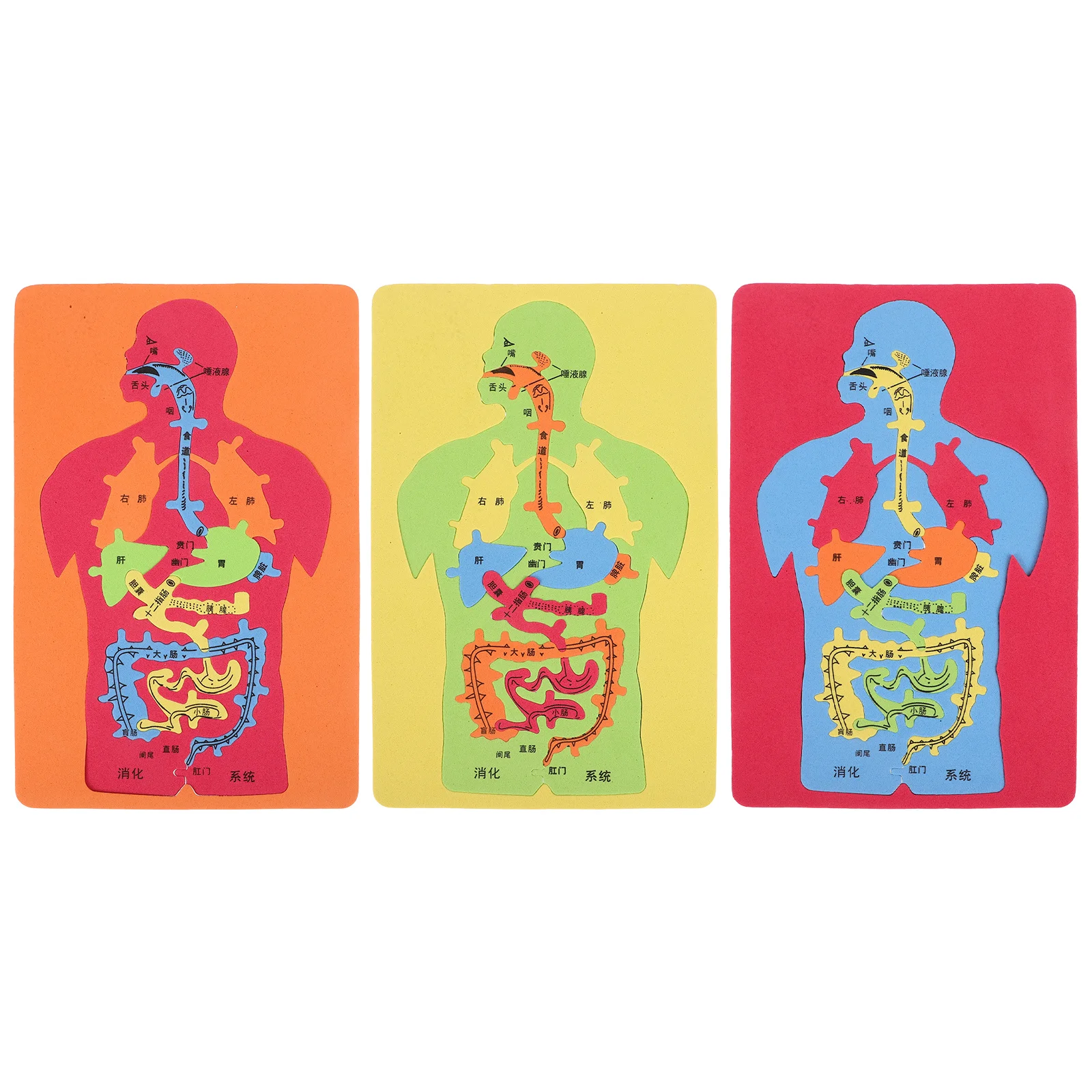 

3Pcs Eva Human Organs Puzzle DIY Educational Jigsaw Fun Way to Teach Anatomy Organ Puzzle Educational Toy DIY Jigsaw