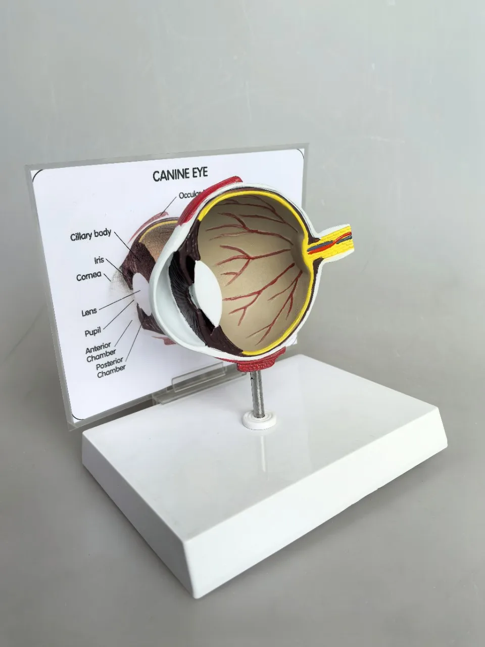 Canine eyeball anatomical model, animal eyeball anatomical teaching model, dog eyeball anatomical model