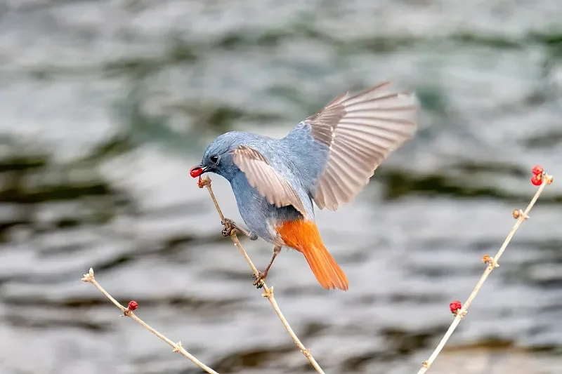 HGLRC 60A 6S V1 ESC(센서리스) - 5인치 레이싱/프리스타일 FPV 드론용