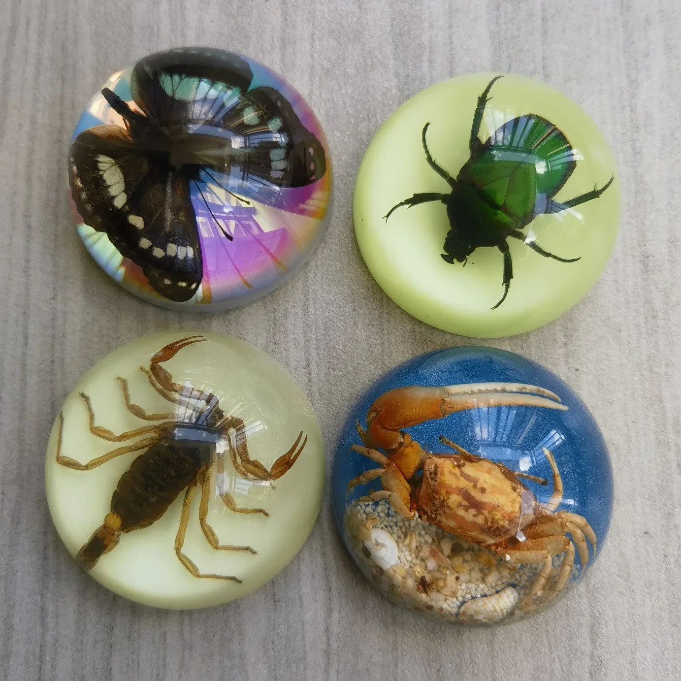 22 Real Resin Insect Specimens Beetles,Spiders,Stag Beetles,Longhorn Beetles,Scorpions,Centipedes,Crabs,Specimen Small Ornaments